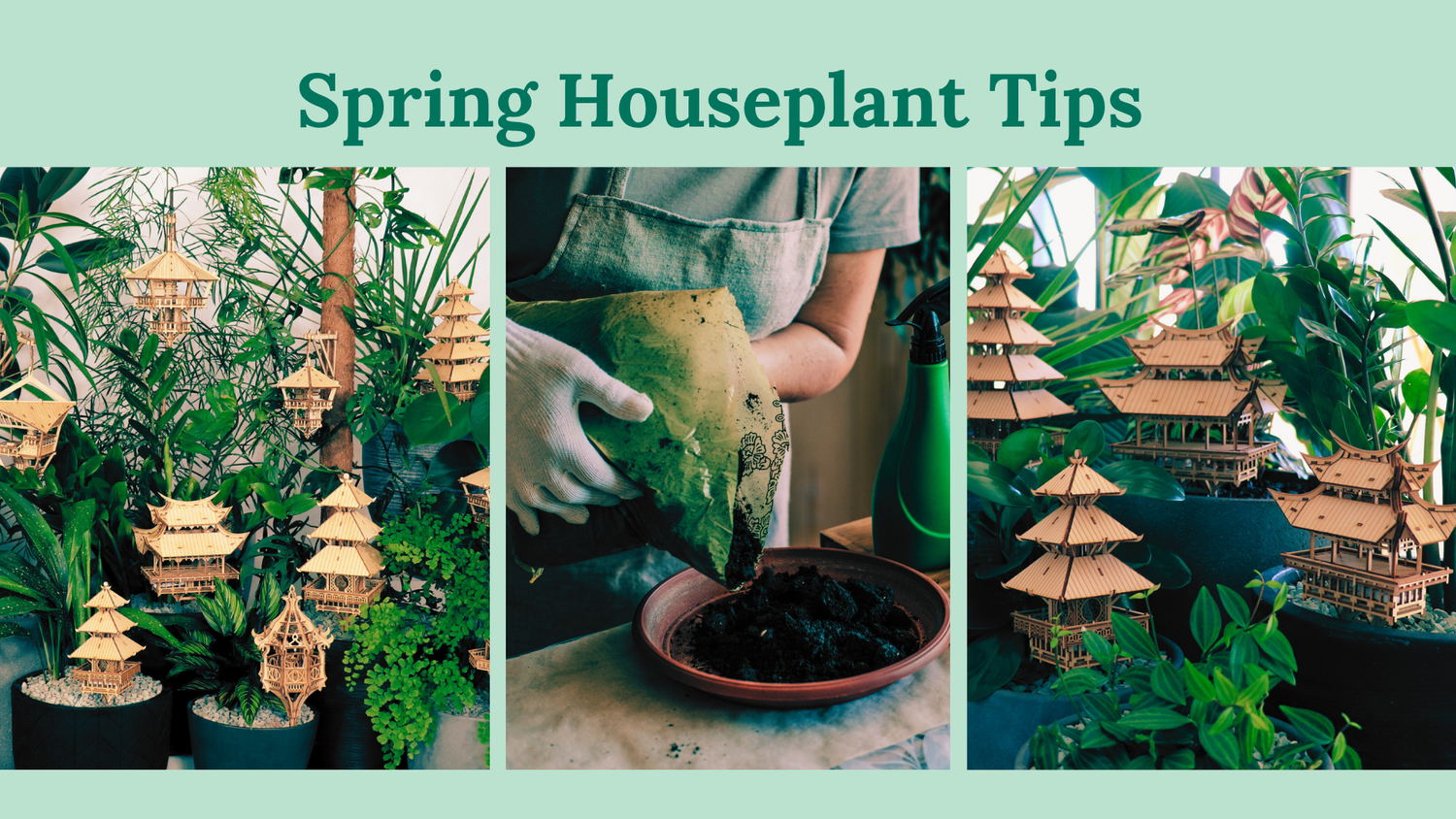 Caring for Your Treehouse Houseplants in Spring