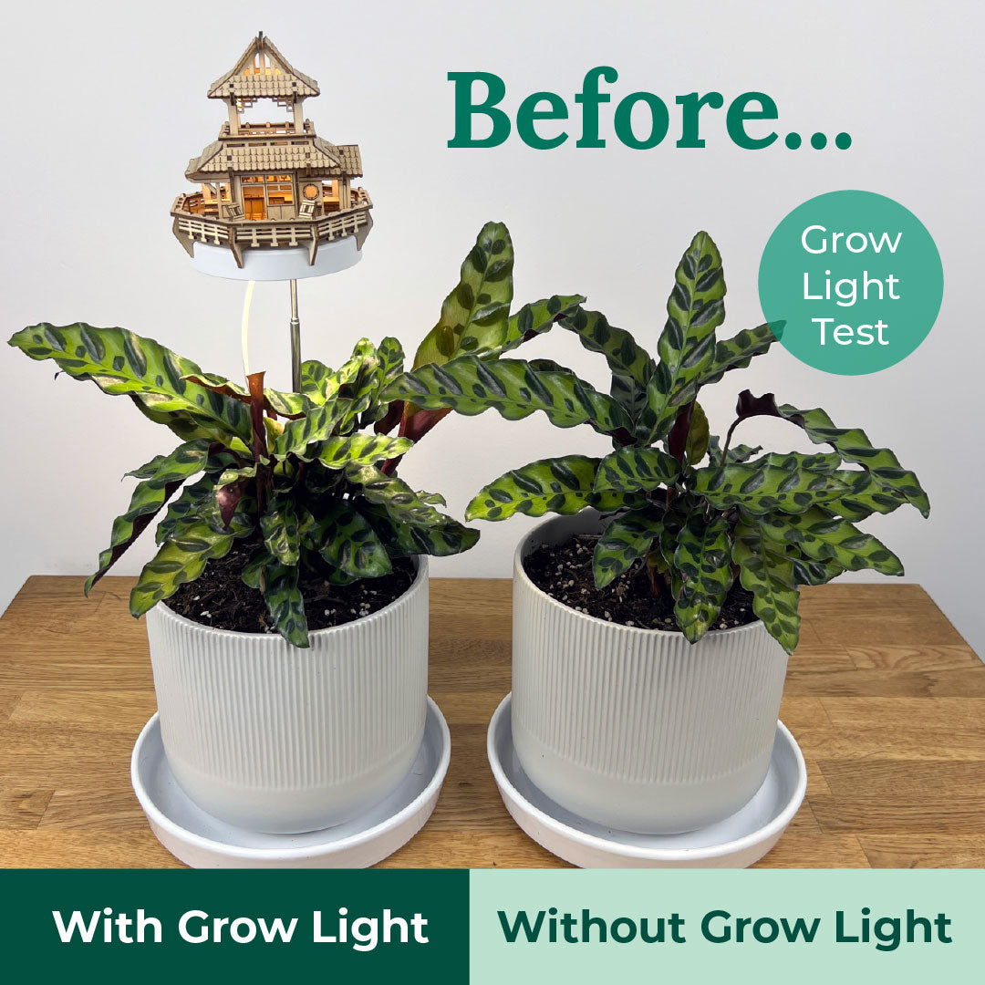 Sunrise Terrace + Grow Light