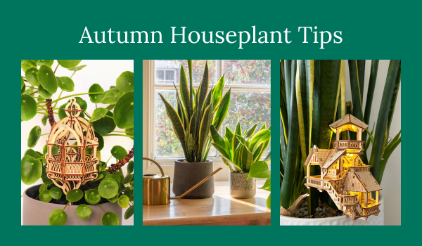 Caring for Your Houseplants in Autumn